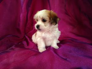 Female Lhasa Bichon Teddy bear breeders with puppies for sale now! Illinois and Wisconsin is a short trip!
